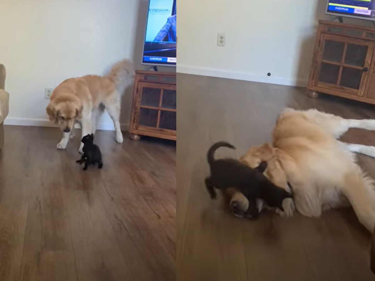 ▲貪玩小黑貓找大狗比試一下，暖金故意趴地投降！（圖 ／翻攝自Youtube@ViralHog）