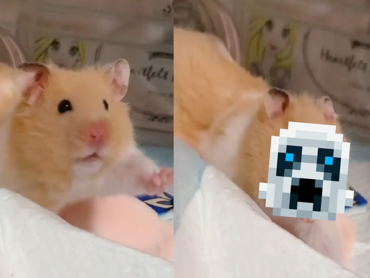 ▲萌鼠高舉手收伸懶腰，下秒嘴巴極限張大形似異形！（圖／Instagram＠narupopomogukurumi.hamster）