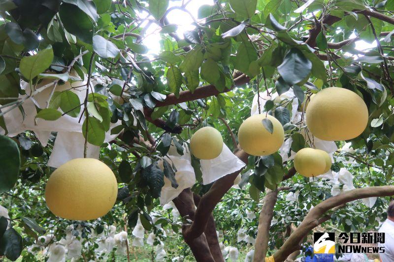 ▲花壇所產的西施柚口感、水分、甜度、Q度,再搭配視覺上粉嫩粉嫩的果肉,一口接一口。(圖/記者陳雅芳攝,2020.10.28)