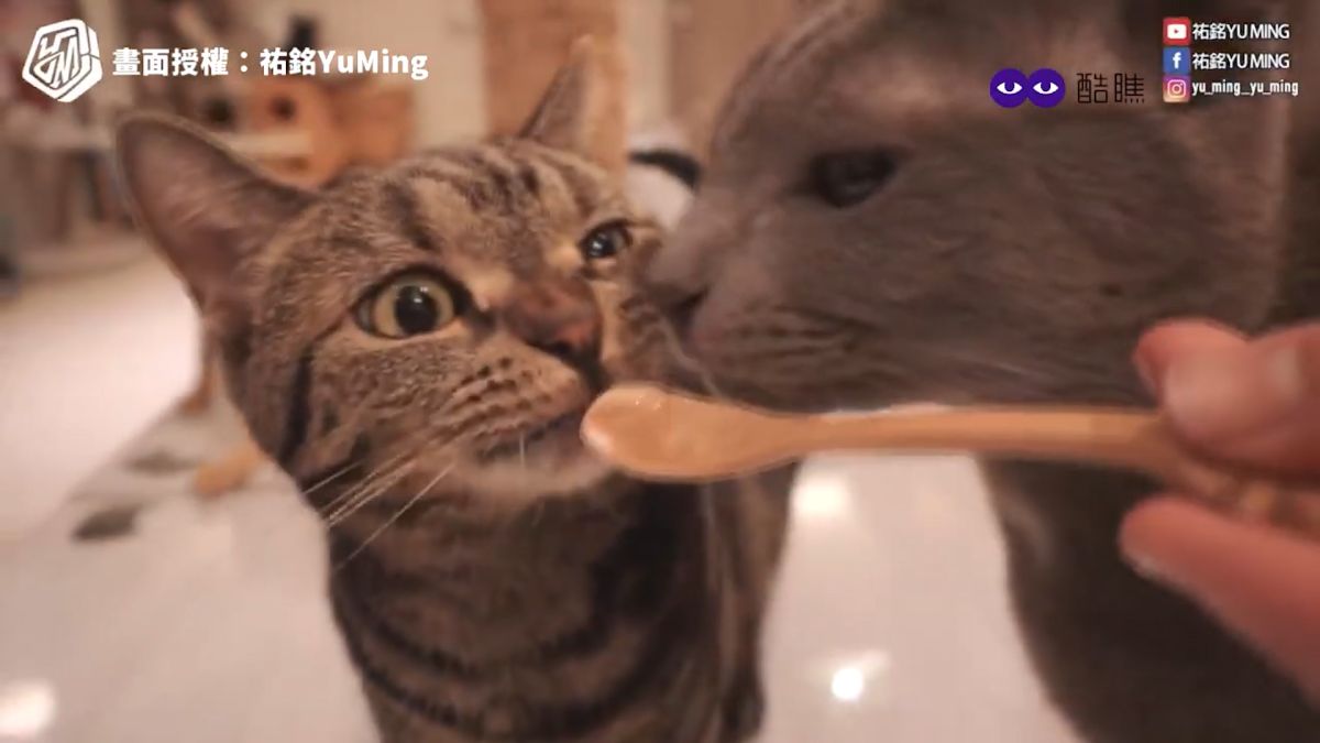 ▲ 超療癒天堂！貓咪咖啡廳近距離與貓店員互動，貓奴們約會選這準沒錯！（圖／祐銘YU MING 授權）
