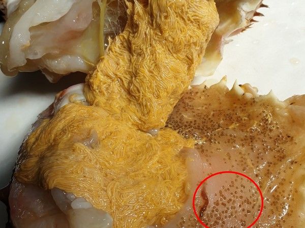 ▲而真正的寄生蟲則是黃色蟹膏旁邊的蟲卵。（圖／翻攝爆廢1公社）