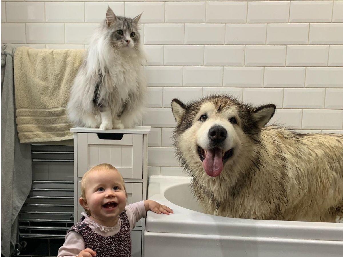 ▲全家都在哄這隻狗狗洗澡！（圖／Facebook@Life with Malamutes）