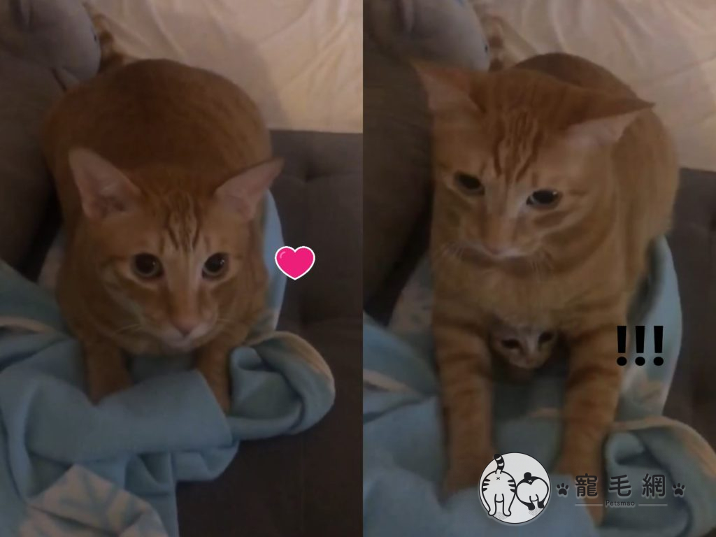 ▲網友Mickey Su的胖橘貓堅持「孵妹妹」（圖／網友Mickey Su授權提供）