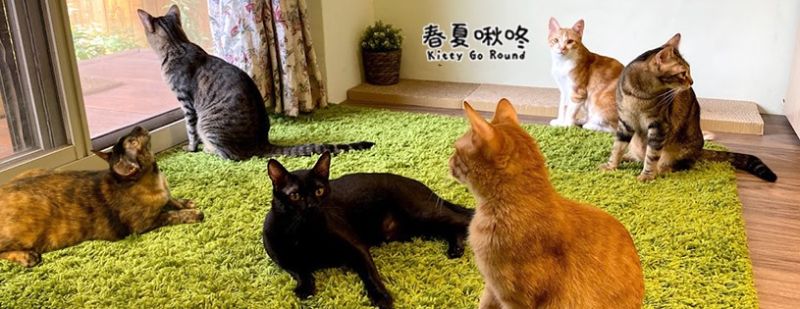 ▲六隻喵星人的熱鬧生活(圖/春夏啾咚