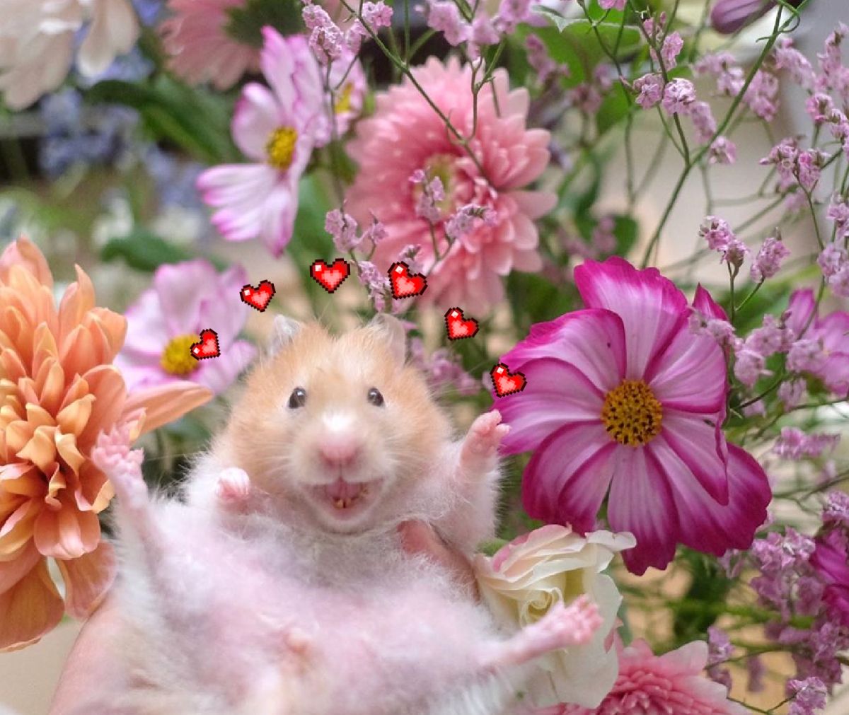 ▲最會笑得天使小萌鼠！眨眼吐舌全都會！（圖／Instagram＠nanako513）