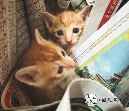 ▲小時候的萌樣,馬上收服柯柯父母的心(圖/大斑小斑授權提供)