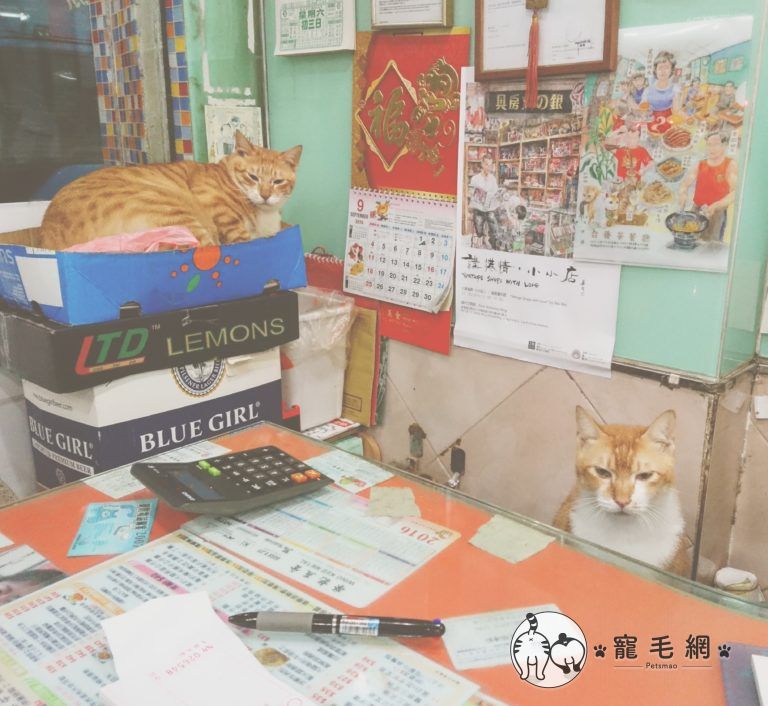 ▲橘貓兄弟乖乖在茶餐廳當店長(圖/大斑小斑授權提供)