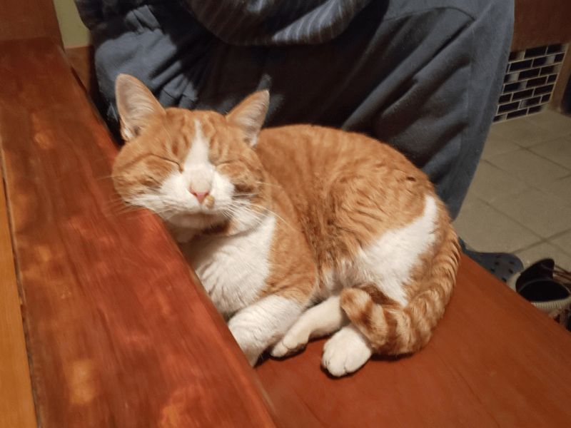 ▲日本一隻浪橘貓不請自來，睡在別人家玄關。（圖／Twitter@Yoshimi08）