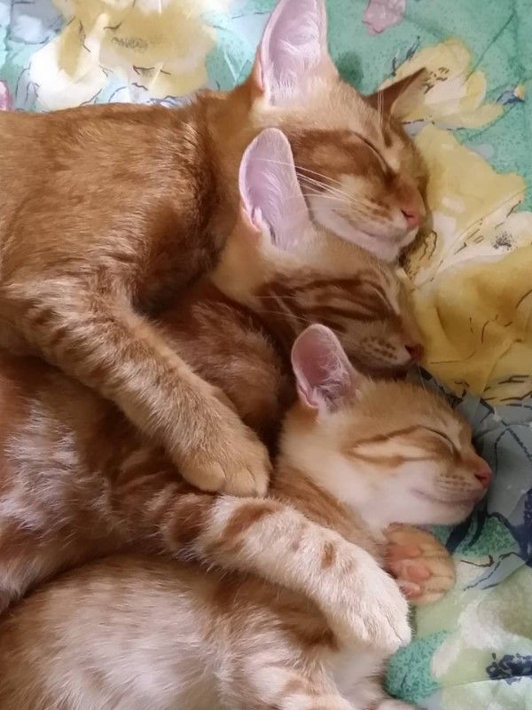 ▲三隻橘貓感情很好，疊在一起睡覺的模樣超級可愛！（圖／網友李青錦授權提供）