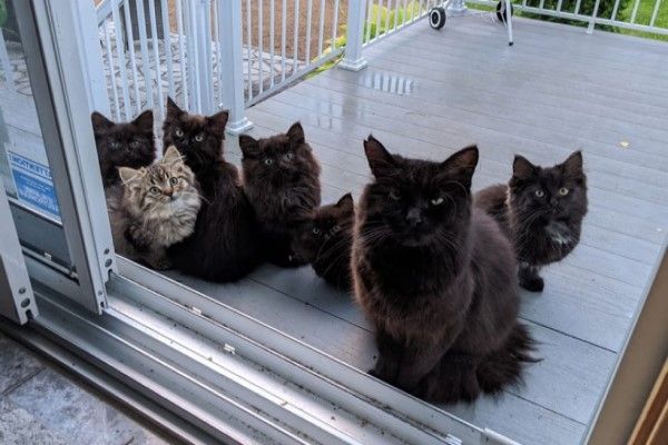 ▲餵養一陣子之後，某天黑貓媽媽竟然帶著6隻小貓「登門拜訪」（圖／FB@Chatons