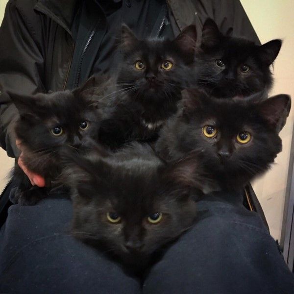 ▲其餘的5隻小黑貓根本就是母貓的「復刻版」，正在寄養家庭等待新家（圖／FB@Chatons
