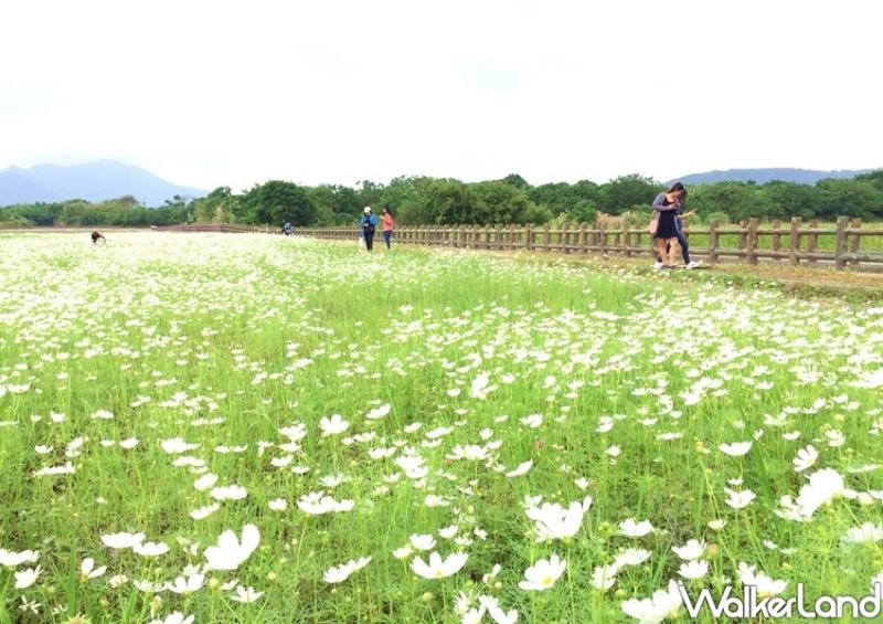 ▲總面積約4.38公頃的「關渡秘境花海」，種植了大量的大波斯菊、黃波斯菊、大百日草及向日葵