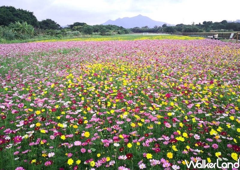 ▲總面積約4.38公頃的「關渡秘境花海」,種植了大量的大波斯菊、黃波斯菊、大百日草及向日葵