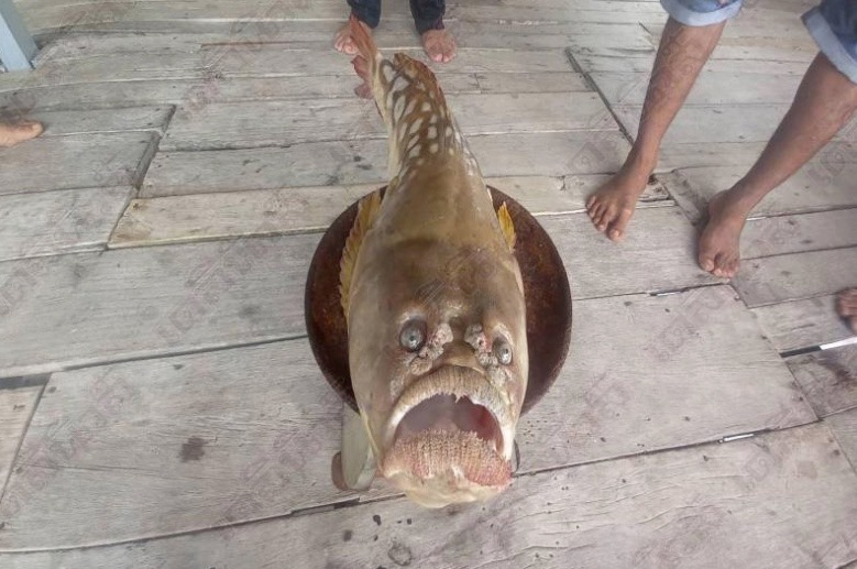 ▲一位泰國漁民近日出海捕魚，卻意外捕獲一條看似長著人臉的怪魚。（圖／翻攝臉書Jonas Sander）