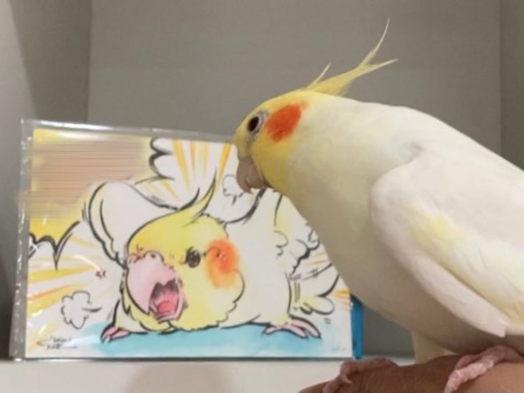 玄鳳鸚鵡看到畫得超傳神的小卡，下秒反應像是在大喊：「我才沒氣成這樣！」（圖／Twitter@comeGOD2come） 