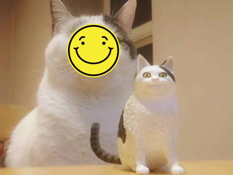 奴才拿公仔和網紅貓奧利合照，牠露出尷尬不失禮的微笑，彷彿在說：「奴才你現在是當我笑話嗎？」（圖／IG@ polite_cat_olli_official） 
