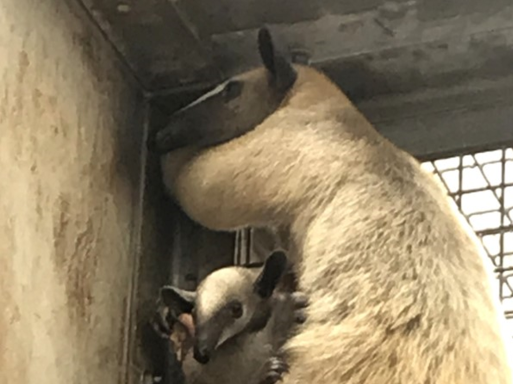 臺北市立動物園的小食蟻獸「小紅」與寶寶「紅豆」上個月月初逃脫失蹤（圖／Taipei Zoo 臺北市立動物園授權提供）
