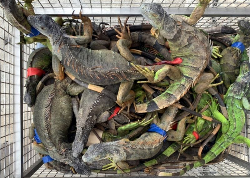 屏東縣的綠鬣蜥去年抓了4,182隻，今年截至九月底就抓了5480隻。（圖／屏東縣政府提供, 2020.10.23）