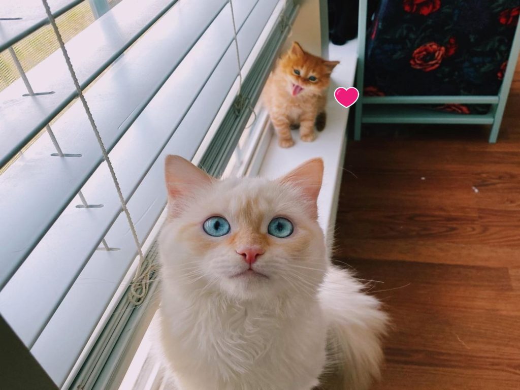 小橘貓「起司」總是尾隨著貓姊姊「漢克」（圖／IG@hankthegirlkitty）