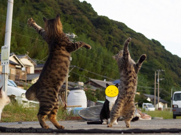 見兩隻虎斑貓練貓拳，後方的賓士貓嚴肅皺眉。（圖／Twitter@sakata_77） 