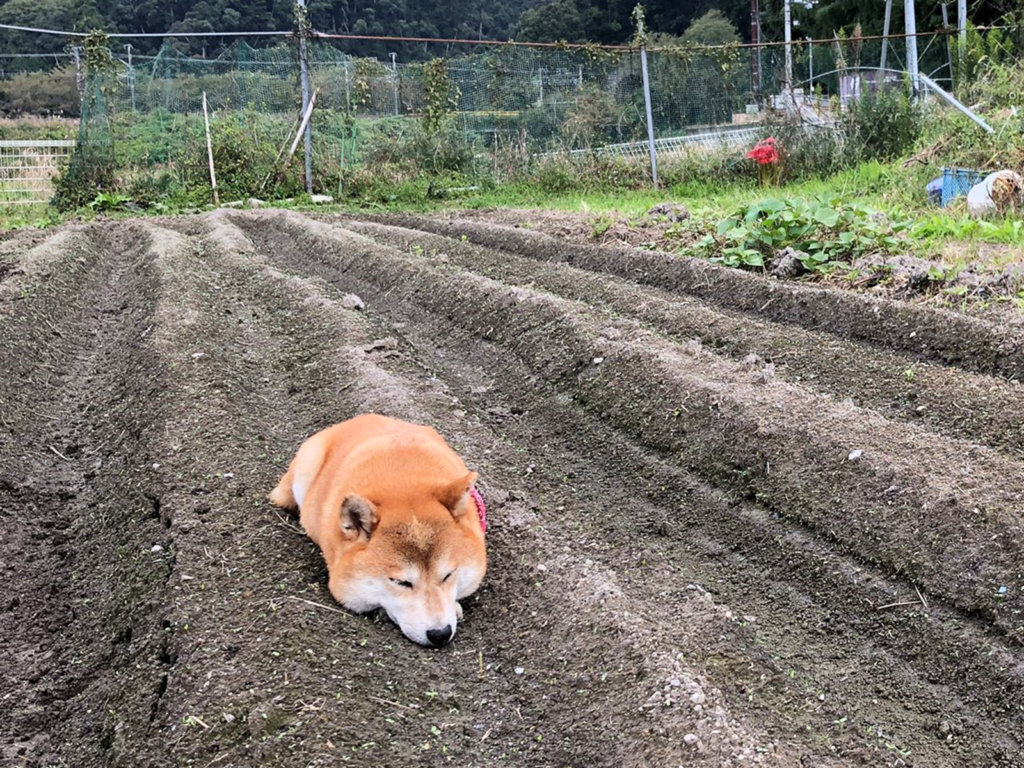 秋天是收成的季節，當田裡已完成收割，推主轉眼竟看見長出一隻「肥柴」（圖／Twitter@pote32jp）