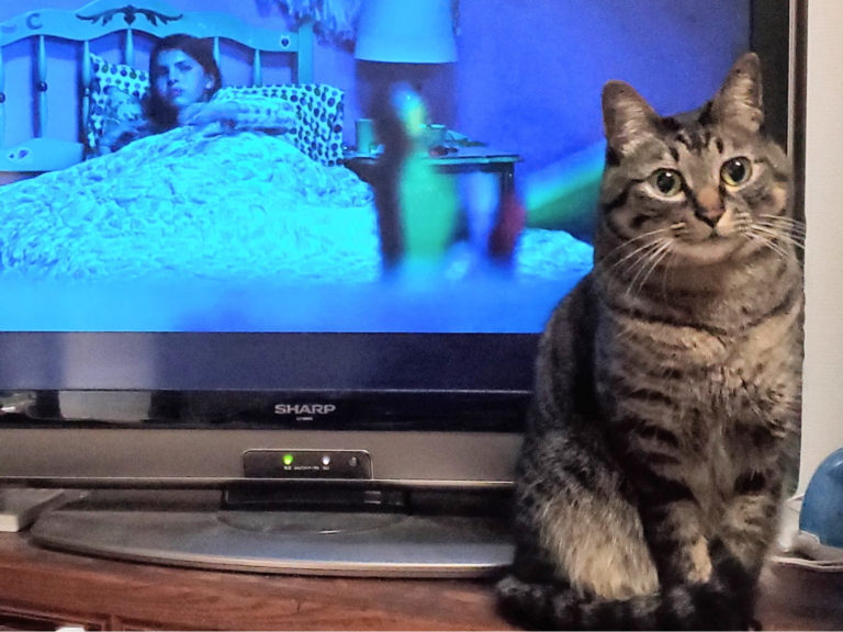 日本一名推主正在看恐怖片，沒想到虎斑貓下秒擋電視。（圖／Twitter@yamayu_ggh）