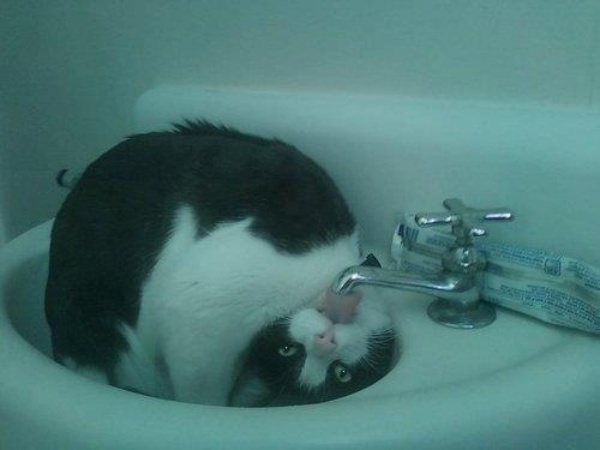 貓咪用詭異的姿勢在喝水。（圖／Twitter@nekobi_info） 