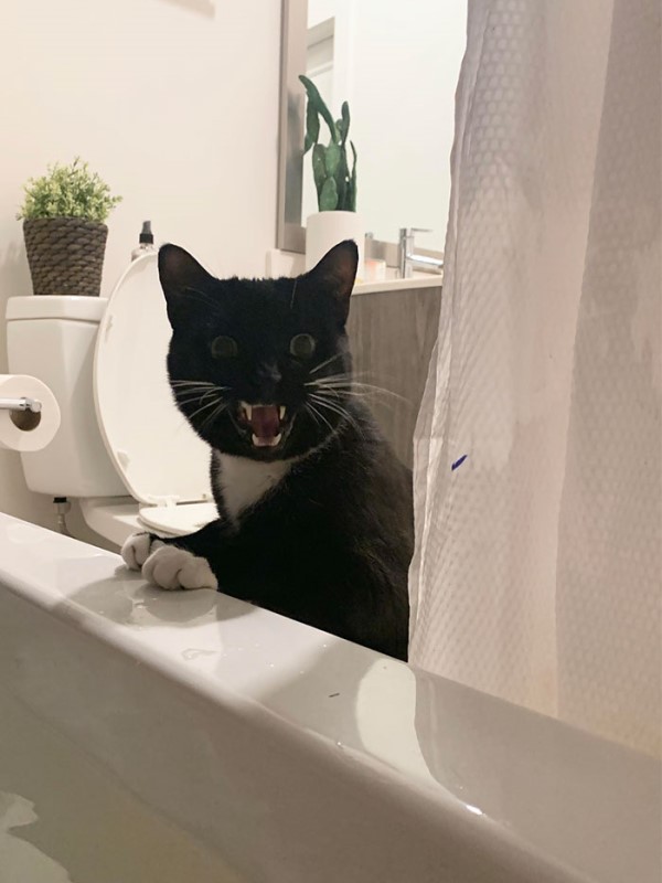 洗澡「感覺毛毛的」　抬頭發現貓咪凝視：奴才在幹嘛？