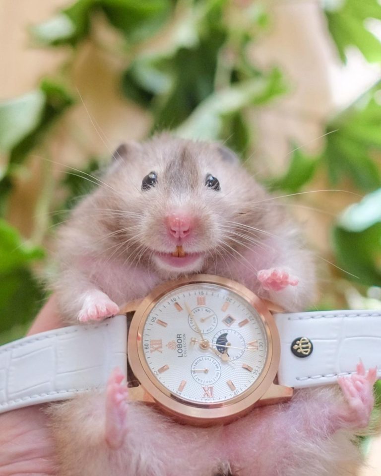 這是我代言的手錶～（圖／Instagram＠nanako513）