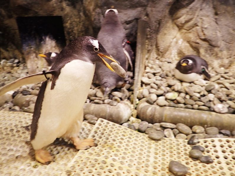 企鵝不太乖！海生館限定活動帶大家看企鵝成長和日常
