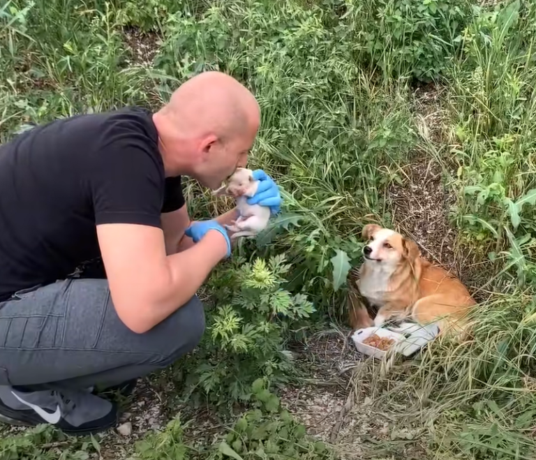 這名男隊員給了小狗仔一個親親表示友善。（圖／Youtube@Dog Rescue Shelter Mladenovac, Serbia）