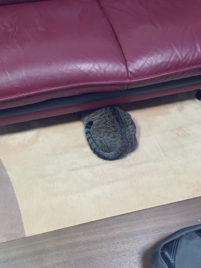 怕生的虎斑貓，一看到陌生人來訪嚇到鑽進沙發下、屁屁來不及躲好！（圖／Twitter@nekochan_slave）