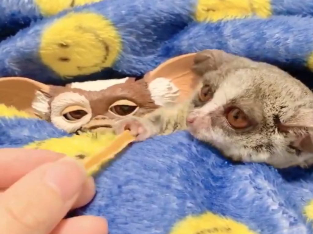 日本一隻可愛嬰猴與小精靈公仔搶點心（圖／twitter@Pizzatoru_JP）