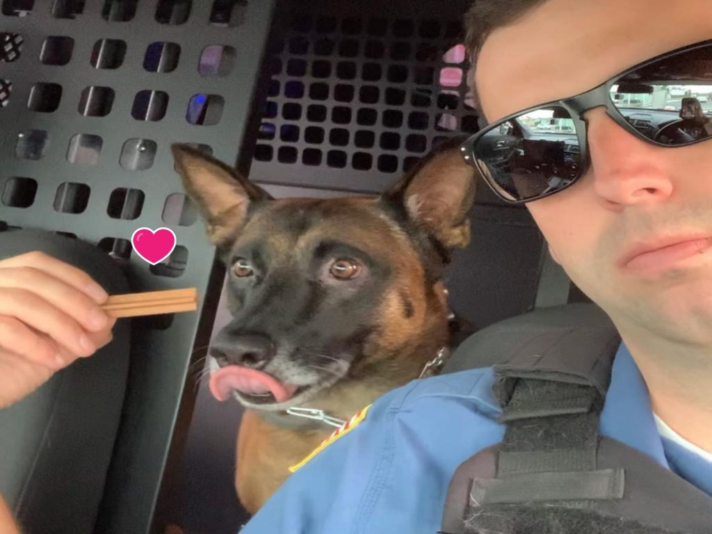 「Eko」雖然是K9緝毒犬，但其實更像個「表情包」（圖／IG@rbpd_k9_eko）