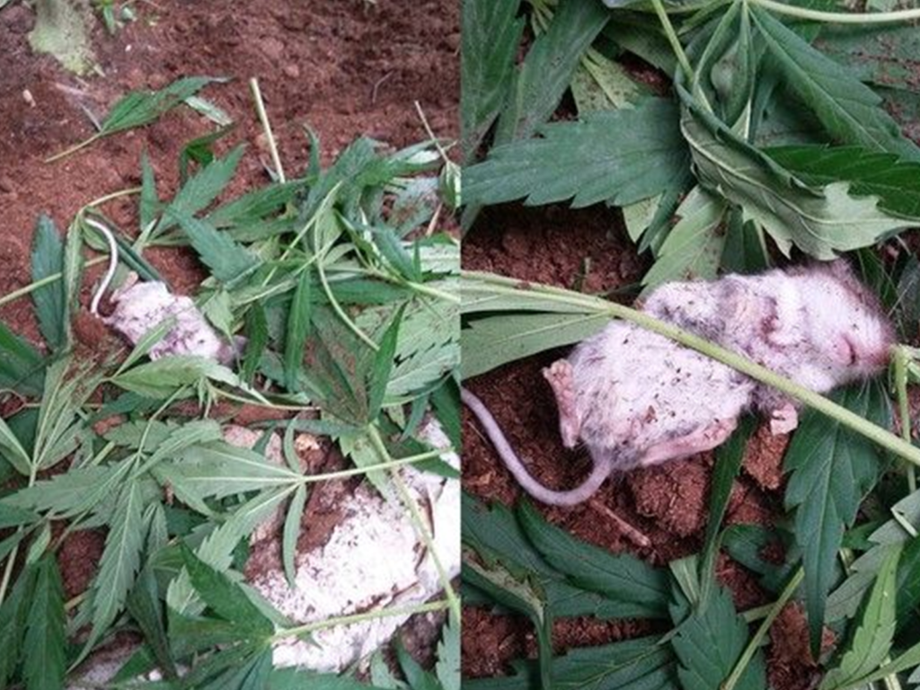 加拿大一名男子抓到自家的大麻被老鼠偷嗑，還抓到兇手嗨到翻肚不醒「鼠」事。（圖／翻攝自Facebook／Colin Sullivan）