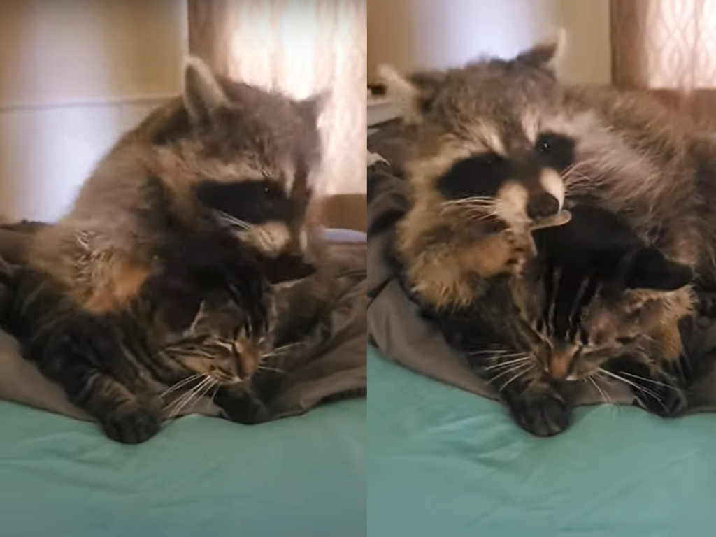 國外一隻浣熊從後方摟抱著虎斑貓，貓一臉厭世與無奈。（圖 ／翻攝自Youtube@ViralHog）