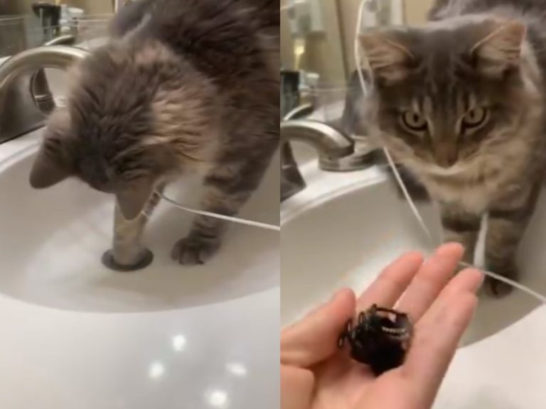 國外一名網友不小心將戒指連同髮夾掉落在排水孔，竟是貓咪幫忙撈出來（圖／翻攝自twitter@ginaawilsonn）