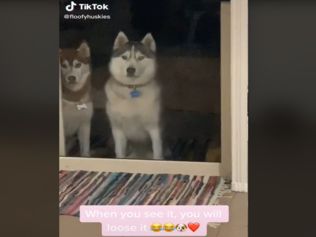 哈士奇的飼主發現狗狗身旁好像「多一雙眼睛」（圖／翻攝自Tik Tok@floofyhuskies）