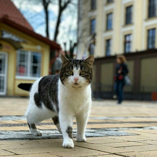 過馬路抬頭見「貓咪紅綠燈」　網驚喜：喵皇征服地球了！