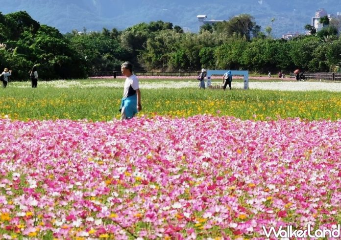 限時30天免費打卡！超過4公頃夢幻「秘境花海」綿延無際
