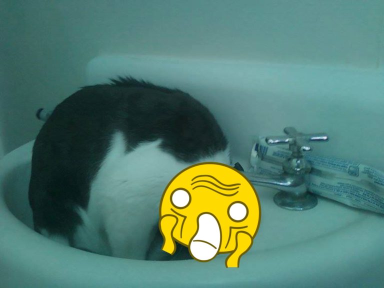 貓咪用詭異的姿勢喝水，讓推主忍不住喊：「難道就不能正常點喝水嗎？」。（圖／Twitter@nekobi_info） 