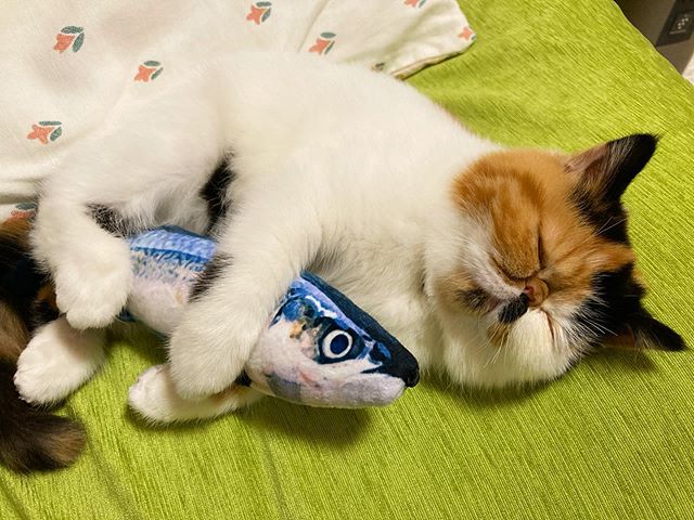 魚魚，你能遮得住我嗎？（圖／Instagram＠kabo.channel）