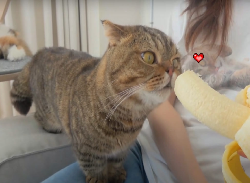 LuLu是一隻喜歡香蕉的怪貓貓～（圖／Youtube@Kittisaurus）