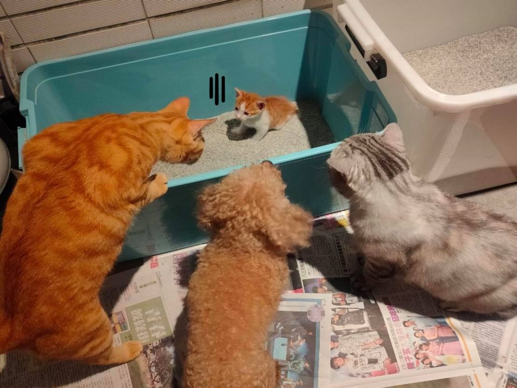 新來的小貓上廁所時被三隻大貓大狗圍觀（圖／網友洪宥驊授權提供）