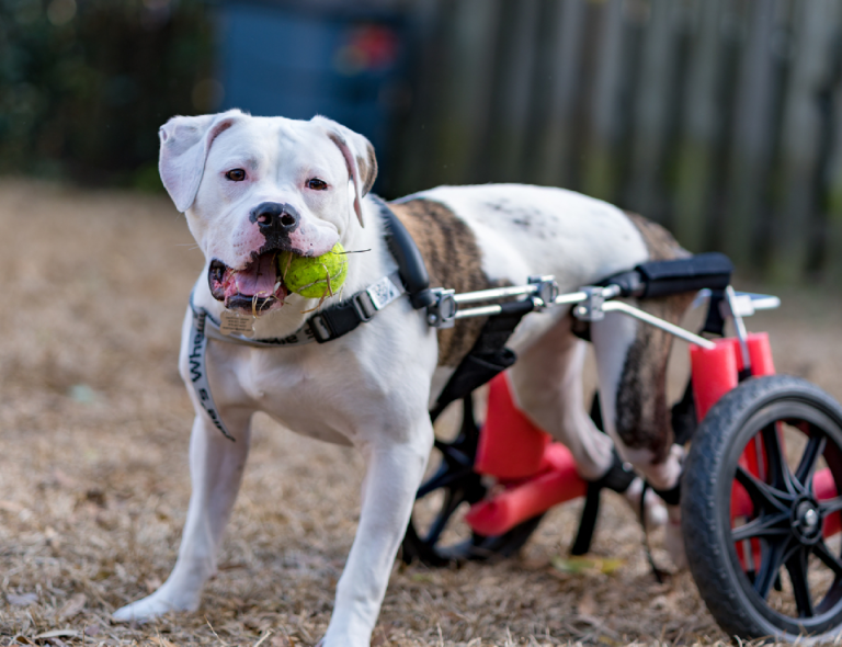 輪椅一拿出　癱瘓狗狗化身火箭咚咚咚衝到面前：出去玩囉！
