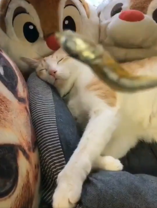 看貓咪睡得很香甜，主人故意拿出小魚乾！（圖／Twitter@86gomajiro）