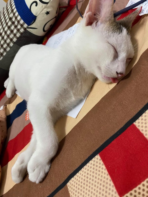 剛收編小白貓爽躺「大字型」　奴：睡成這樣還好嗎？