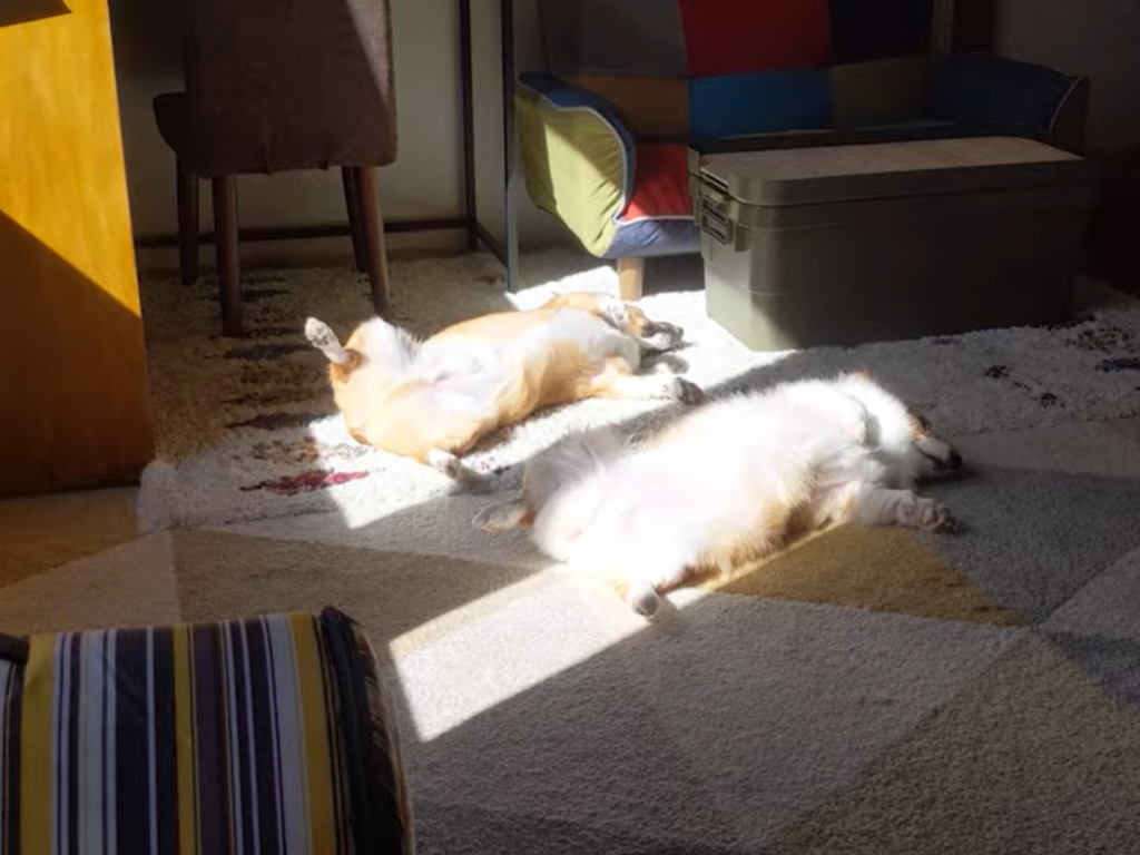 日本一對柯基兄妹翻肚曬太陽的姿勢，萌翻所有人！（圖／Twitter@muchi21067312）