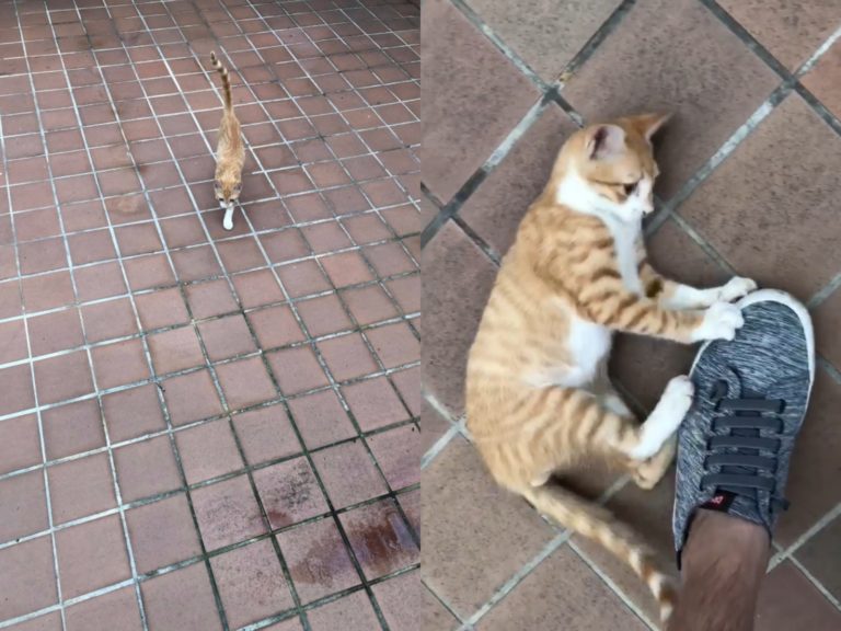 網友日前路遇陌生貓寵幸，沒想到下秒牠竟神速彈飛。（圖／網友Bighead Wu提供） 