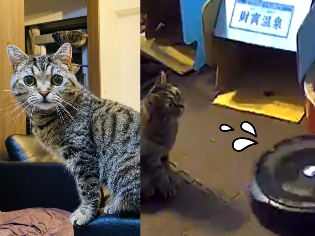 掃地機器人發出求助！竟是喵皇翻肚阻擋它！（圖／Twitter@chonpy5010）